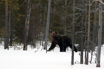 The brown bear (Ursus arctos) on the snow in the middle of taiga with raised head