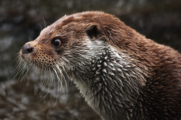 The Eurasian otter (Lutra lutra) detail of the head