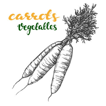 carrots vegetable set hand drawn vector illustration realistic sketch