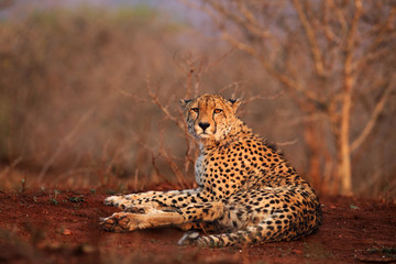 The cheetah (Acinonyx jubatus) lying on a red earth with bushy bushes in the background in the morning light