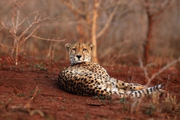 The cheetah (Acinonyx jubatus) lying on a red earth with bushy bushes in the background in the morning light