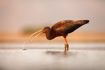 The glossy ibis (Plegadis falcinellus) Hunting in a shallow lagoon, with prey in the beak and drops around the head