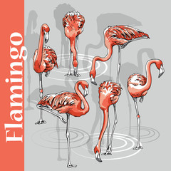 Obraz premium Set of a pink Flamingo. Vector illustration.