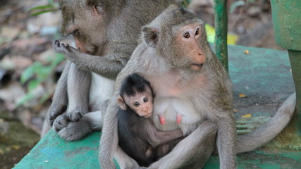 Family of monkeys