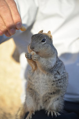 squirrel enjoying nuts