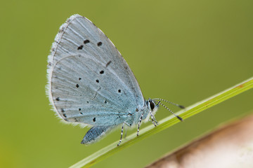 Holly blue (Celastrina argiolus) at rest on grass. Female British insect in the family Lycaenidae nectaring with underside visible