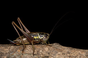 Roesel's bush cricket (Metrioptera roeselii) against black. Adult female British cricket in the family Tettigoniidae, order Orthoptera, on branch against black