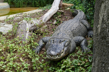 american aligator