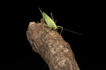 Oak bush-cricket (Meconema thalassinum) on wood. Adult female British cricket in the family Tettigoniidae, order Orthoptera, on branch against black