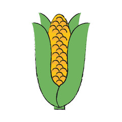 Colorful corn doodle over white background vector illustration