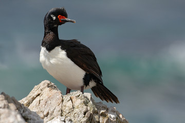 Rock Shag, Phalacrocorax magellanicus, black and white cormorant with red bill siting on the stone, Falkland Islands. Wildlife scene from nature.