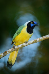 Fototapeta premium Yellow Bird Green Jay, Cyanocorax yncas, wild nature, Belize. Beautiful bird from South America. Birdwatching in Ecuador. Jay sitting on the branch. Tropic bird in forest.