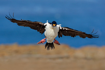 Imperial Shag, Phalacrocorax atriceps, cormorant in flight, dark blue sea and sky, Falkland Islands. Action wildlife scene from nature.