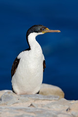 Sea bird, Imperial Shag, Phalacrocorax atriceps, walking on the yellow lichen rock, dark blue sea in background, detail portrait of bird in the nature sea habitat, Falkland Islands