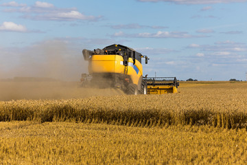 Yellow combine harvester on a wheat field with blue sky