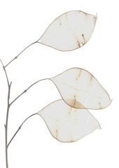 Dried flowers on a white background.