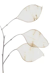 Schilderijen op glas Dried flowers on a white background. © Pencho Tihov