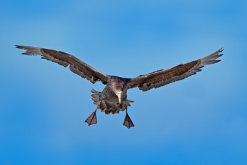 Bird in flight. Giant petrel, big sea bird on the sky. Bird in the nature habitat. Sea bird from Sea Lion Island, Falkland Island. Action scene on the sky. Blue sky with flying bird. Flying bird.