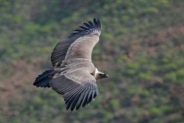Griffon Vulture, Gyps fulvus, big birds of prey flying above the moountain. Vulture in the stone. Bird in the nature habitat, Spain. Rock mountain with big bird vulture. Wildlife fly image.