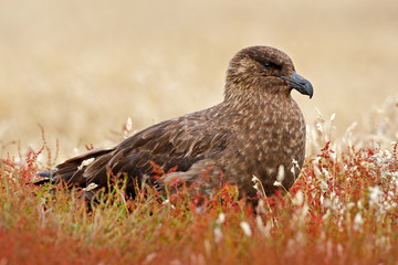 Brown skua, Catharacta antarctica, water bird sitting in the autumn grass, Norway. Skua in the nature habitat. Bird in the red grass habitat with evening light. Wildlife scene from nature.