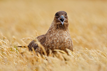 Bird from Norway. Brown skua, Catharacta antarctica, water bird sitting in the autumn grass, evening light. Detail portrait of sea bird. Wildlife scene from nature.