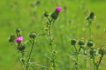 Kratzdistel (Cirsium vulgare) blühende Pflanze in einer Wiese