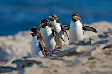 Rockhopper penguin, Eudyptes chrysocome, avec une mer bleu foncé floue en arrière-plan, Sea Lion Island, îles Falkland. Scène d& 39 animaux sauvages de la nature. Oiseau sur le rocher. Quatre pingouins courent sur le rocher