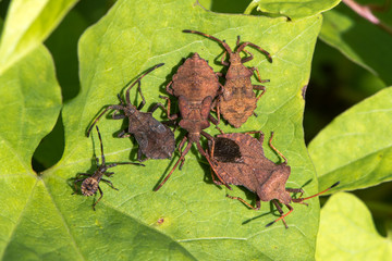 Dock bugs (Coreus marginatus) from above. Adult and various instars of nymph of squashbug in the family Coreidae