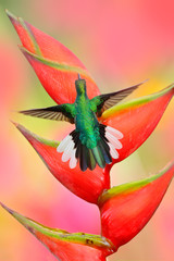 Hummingbird White-tailed Sabrewing flying next to beautiful Strelitzia red flower. Wildlife scene from tropic forest. Beautiful bird with red bloom. Heliconia flower with hummingbird. Tobago Island.
