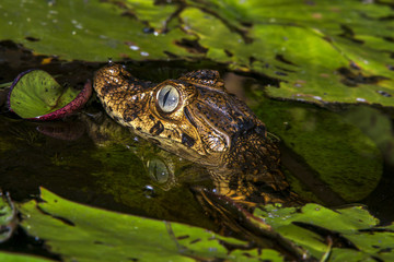 Jacaré-de-papo-amarelo (Caiman latirostris) | Broad-snouted caiman