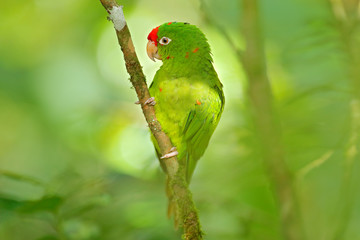 Crimson-fronted Parakeet, Aratinga funschi, portrait of light green parrot with red head, Costa Rica. Portrait of bird. Wildlife scene from tropic nature. Parrot from Costa Rica. Parakket in habitat.