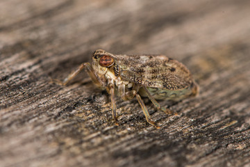 Issus coleoptratus planthopper bug. British insect in the order Hemiptera, family Issidae, with large number of cross-veins on wings