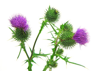 Blüten der Kratzdistel (Cirsium vulgare) isoliert vor weiß