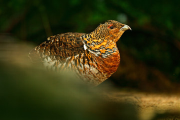 Capercaillie, Tetrao urogallus, female on the moss stone in pine tree forest, nature habitat, Norway. Dark bird Western Capercaillie, detail portrait. Close-up portrait of bird from Sweden.