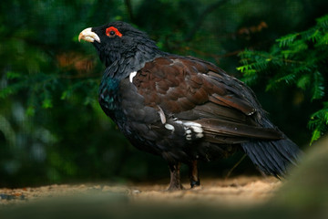 Capercaillie, Tetrao urogallus, on the moss stone in pine tree forest, nature habitat, Norway. Dark bird Western Capercaillie, detail portrait. Close-up portrait of bird from Norway.