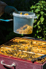 The beekeeper puts honeycomb into a bucket