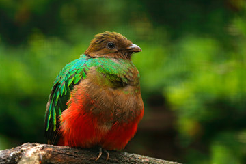 Golden-headed Quetzal, Pharomachrus auriceps, Magnificent sacred green and red bird. Detail portrait Quetzal from Colombia with blurred green forest background. Tropic bird in habitat, South America