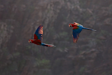 Red-and-green Macaw, Ara chloroptera, in the dark green forest habitat. Beautiful macaw parrot from Pantanal, Brazil. Bird in flight. Action wildlife scene from South America. Two big parrot in fly.