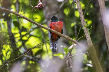 Surucuá-de-coleira (Trogon collaris) | Collared Trogon