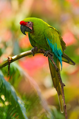 Great-green Macaw, Ara ambigua. Wild rare bird in the nature habitat. Green big parrot sitting on the branch. Parrot from Costa Rica. Wild parrot bird, green and pink flower habitat.