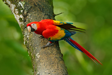 Wildlife in Costa Rica. Parrot Scarlet Macaw, Ara macao, in green tropical forest, Costa Rica, Wildlife scene from tropic nature. Red bird in the forest. © ondrejprosicky