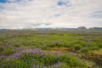 Lovely view of blooming green field , Iceland, Europe