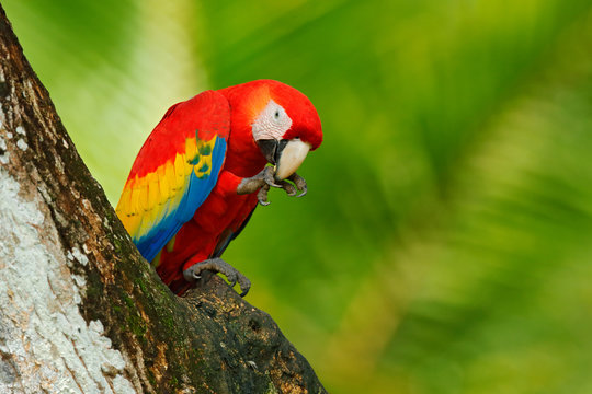 Red bird in the forest. Parrot in the green jungle habitat. Red parrot near hole. Parrot Scarlet Macaw, Ara macao, in green tropical forest with nut, Costa Rica, Wildlife scene from tropic nature.