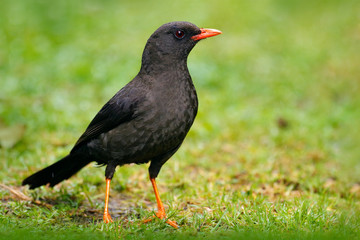 Great thrush, Turdus fuscater,  exotic rare tropic bird in the nature habitat, dark green forest, Amazon, Ecuador. Wildlife scene from jungle.