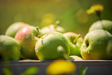 apples in basket in summer grass