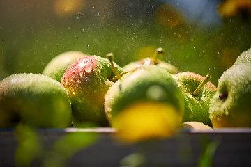 apples in basket in summer grass