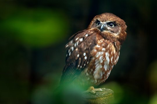 Brown wood owl, Strix leptogrammica, rare bird from Asia. Malaysia beautiful owl in the nature forest habitat. Bird from Malaysia. Fish owl sitting on the branch in the green tropic forest.