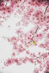 Obraz na płótnie Canvas sakura cherry blossom