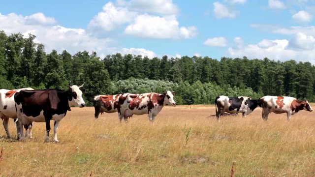 Dairy cows eating grass in the pasture