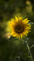 Fabulous sunflower on a dark green background with bokeh, natural mysterious background